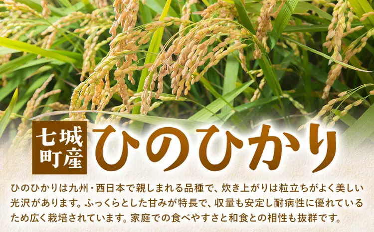 令和7年産 有機JAS 七城産ひのひかり 精米 5kg 渡辺農産熊本県 菊池市 米 お米 精米 ひのひかり 菊池市産 熊本県産 九州産 送料無料《30日以内に出荷予定(土日祝除く)》