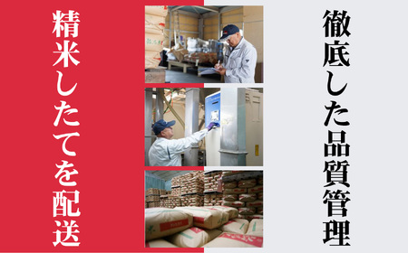 新潟産新之助 5kg《令和7年産》 【しんのすけ 農家直送 糸魚川 令和7年産 2025年産 米どころ新潟 米作りのプロ 地元農家 JA 自信作！ 美味しい 農家自慢 お米 白米 おにぎり お弁当 新潟県の新ブランド米】