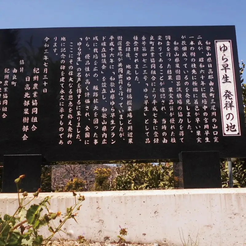 【先行予約】和歌山由良町産 由良早生みかん 約3kg 訳あり キズ 御家庭用 サイズ混合【sml126B】