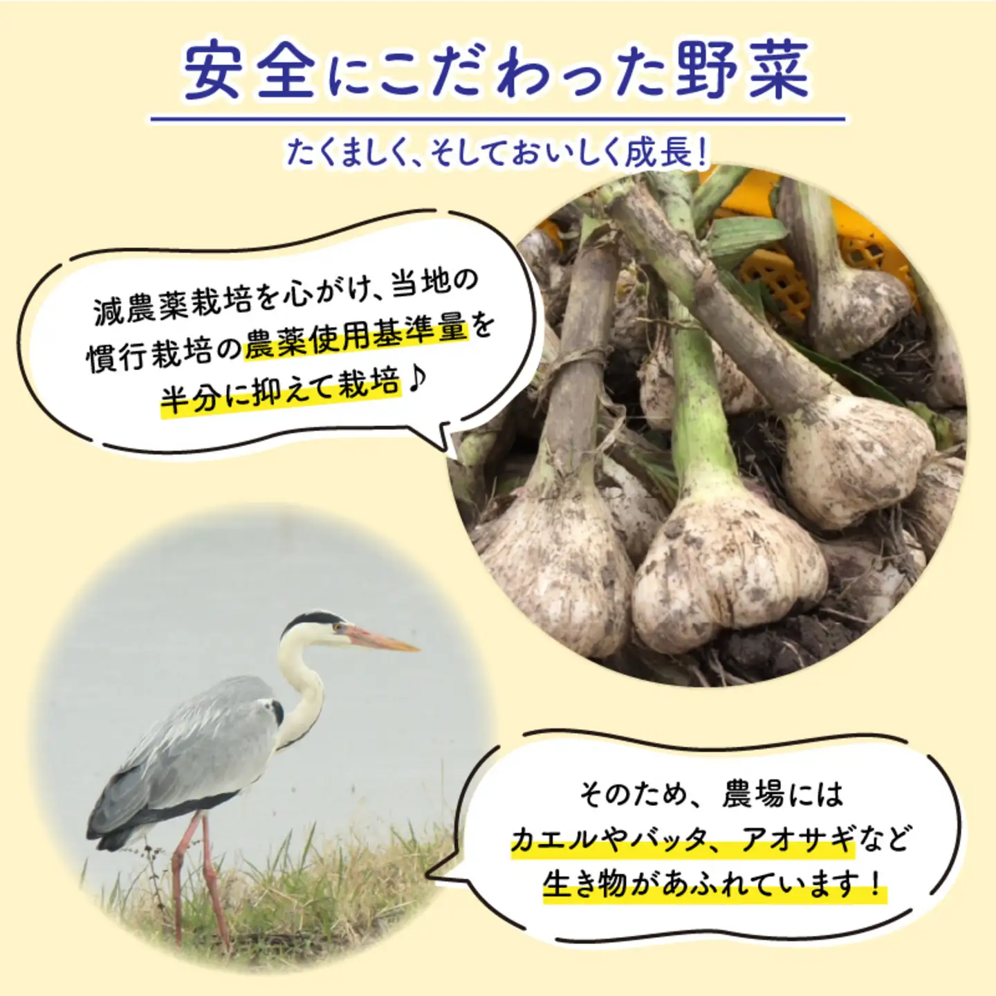 福井県産福地ホワイト6片むきにんにく 500g　野菜 ニンニク