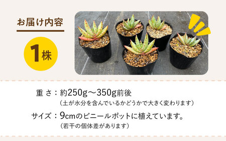 【数量限定】 Aloe ferox　アロエ フェロックス  1株 長与町/アグリューム[EAI119]  観葉植物 多肉植物 苗 植物 アロエ あろえ インテリア