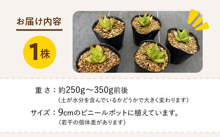 【数量限定】 Aloe broomii　アロエ ブルーミー  1株 長与町/アグリューム[EAI120]  観葉植物 多肉植物 苗 植物 アロエ あろえ インテリア
