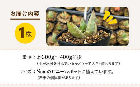 【数量限定】 Aloe aculeata V crousiana　アロエ クロウジアナ   1株 長与町/アグリューム[EAI122]  観葉植物 多肉植物 苗 植物 アロエ あろえ インテリア