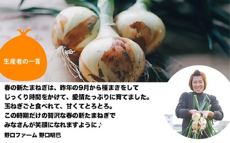 子どもたちが丸ごと食べれる♪春の新たまねぎ２kg　◆配送３月～