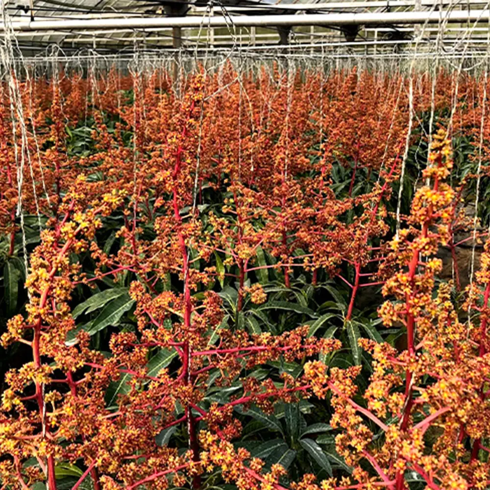 2026年発送【沖縄やんばる産】約2kg 良品アップルマンゴー（Ms mango farm） 南国 南国フルーツ 先行予約 期間限定 沖縄 甘味 糖度 フルーツ 果物 果実 プレゼント ギフト トロピカル 数量限定 予約 おすすめ くだもの 太陽 やんばる 自然