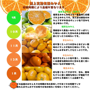 【先行予約】ご家庭用 完熟 有田みかん 2.2kg(2kg+200g(傷み補償分))｜ みかん