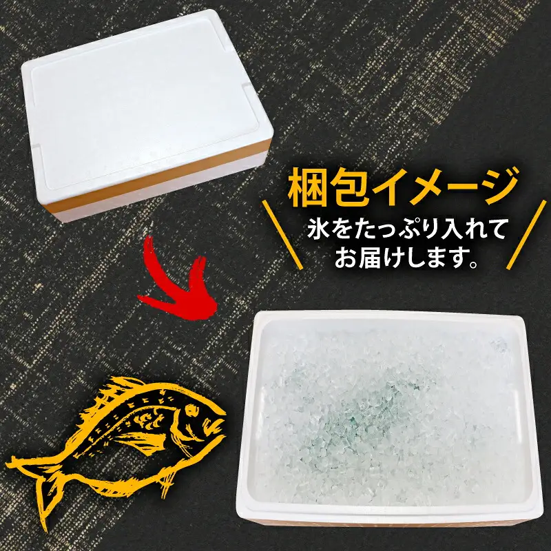 真鯛 1尾 神経締め こもこもShop 真鯛 D013-186001