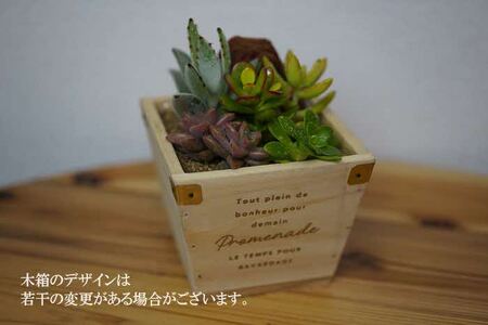 多肉植物 木箱の寄せ植え【S】 ※北海道・沖縄・離島への配送不可 _FC07