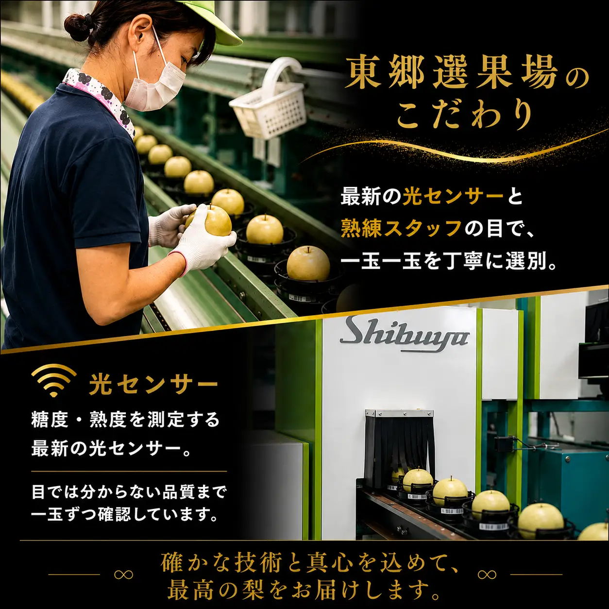 【期間限定】梨 なし 二十世紀 2kg 鳥取県 湯梨浜町 果物 フルーツ 特産品 8月中旬～9月上旬頃順次発送 先行予約 JA 東郷梨選果場 新鮮 人気 おすすめ 送料無料 選べる 内容量  くだもの フルーツ さっぱり さわやか ジューシー 定番 贈答 進物 6M