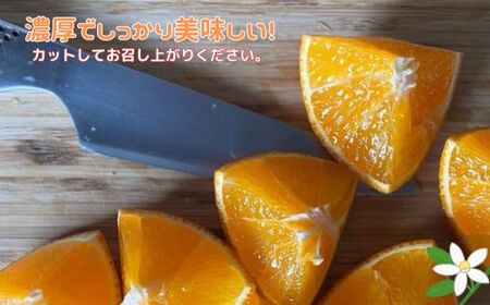 【2027年先行予約】せとか 3kg ご家庭用 みかん 愛媛 先行予約 【2027年2月上旬から順次発送】 数量限定 愛媛県産 人気 柑橘 伊予市｜B244