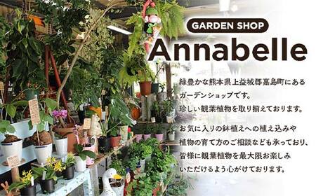 FKK19-867_アスプレニウム エメラルドウェーブ 苔玉