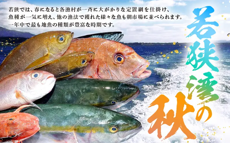 【先行予約】【期間限定】福井 若狭の 鮮魚セット 秋～冬 計約2.5kg【2026年10月下旬以降順次発送】【鮮魚 海鮮】 [m21-e004]
