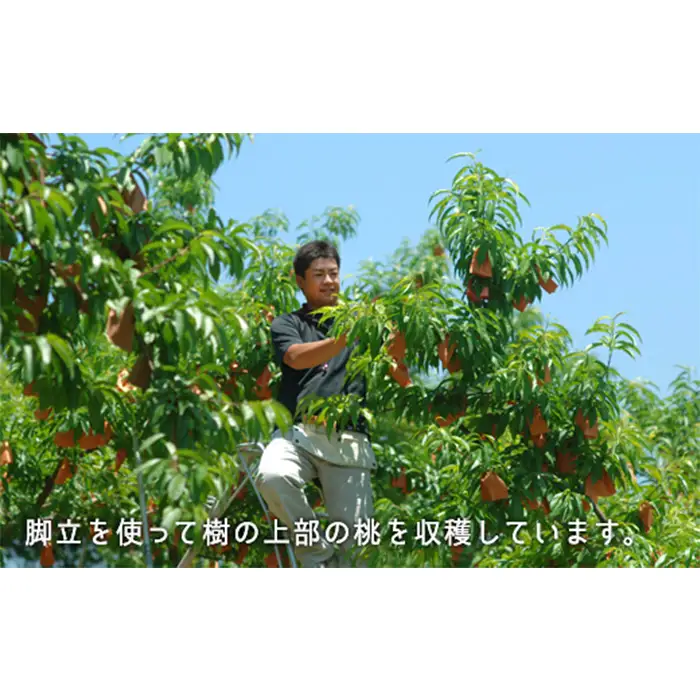 岡山県産「白桃（早生種）」約1.3kg（5～6玉）【27年7月上旬以降に順次発送】