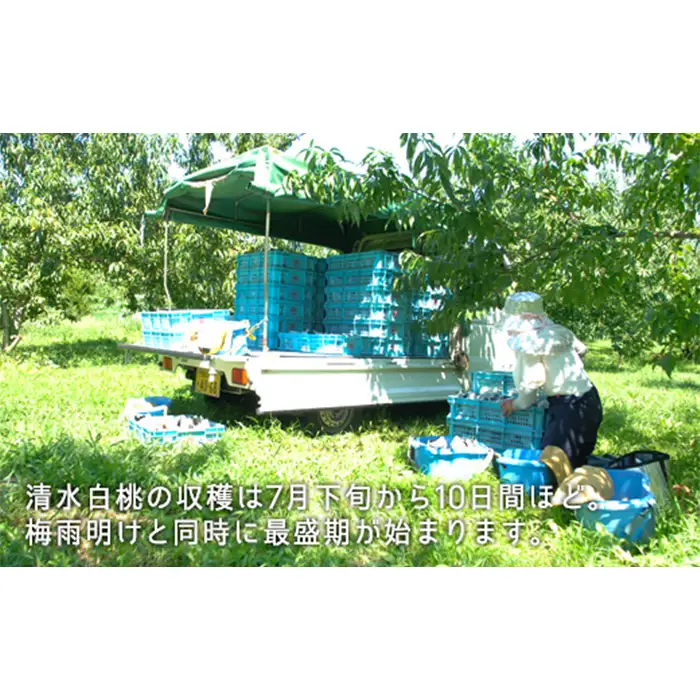 岡山県産「清水白桃」約1.3kg（5～6玉）【27年7月下旬以降に順次発送】