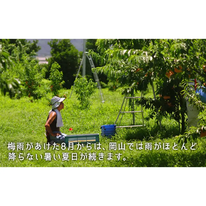 岡山県産「白桃（晩生種）」約1.3kg（5～6玉）【26年8月上旬以降の出荷分】