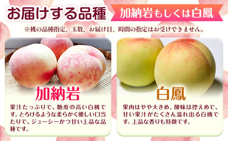 岡山白桃  約1.5kg  環山堂株式会社【配送不可地域あり】 桃