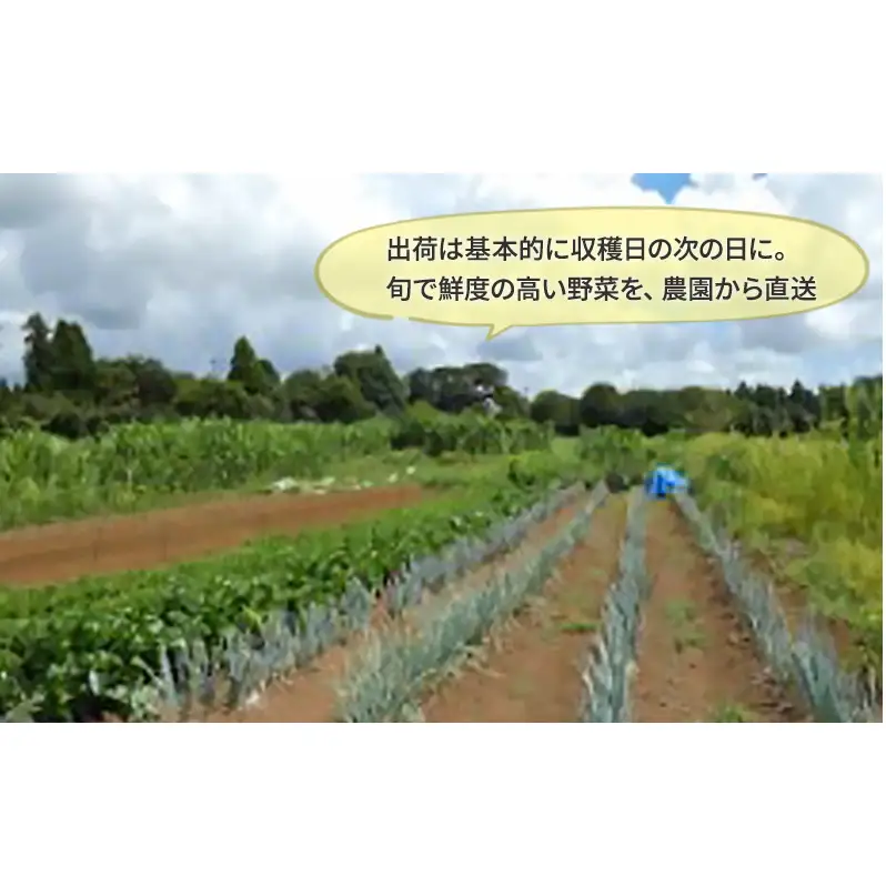 2～4名様向け／野菜6種に加工品をプラス 野菜セット 野菜詰合せ 産地直送 旬の野菜 農園直送 食べ物 食品 グルメ 食卓 ベジタブル 国産 日本産 国産野菜 