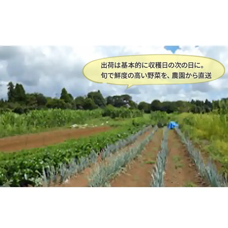 1名様向け／野菜5種セット 野菜セット 野菜詰合せ 産地直送 旬の野菜 農園直送 食べ物 食品 グルメ 食卓 ベジタブル 国産 日本産 国産野菜 