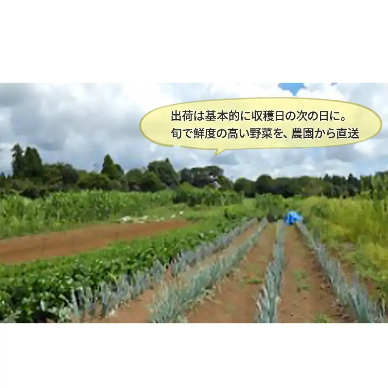 2～4名様向け／旬の野菜7種セット 野菜セット 野菜詰合せ 産地直送 農園直送 食べ物 食品 グルメ 食卓 ベジタブル 国産 日本産 国産野菜 