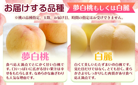 桃  岡山白桃  約1.5kg 環山堂株式会社【配送不可地域あり】 桃