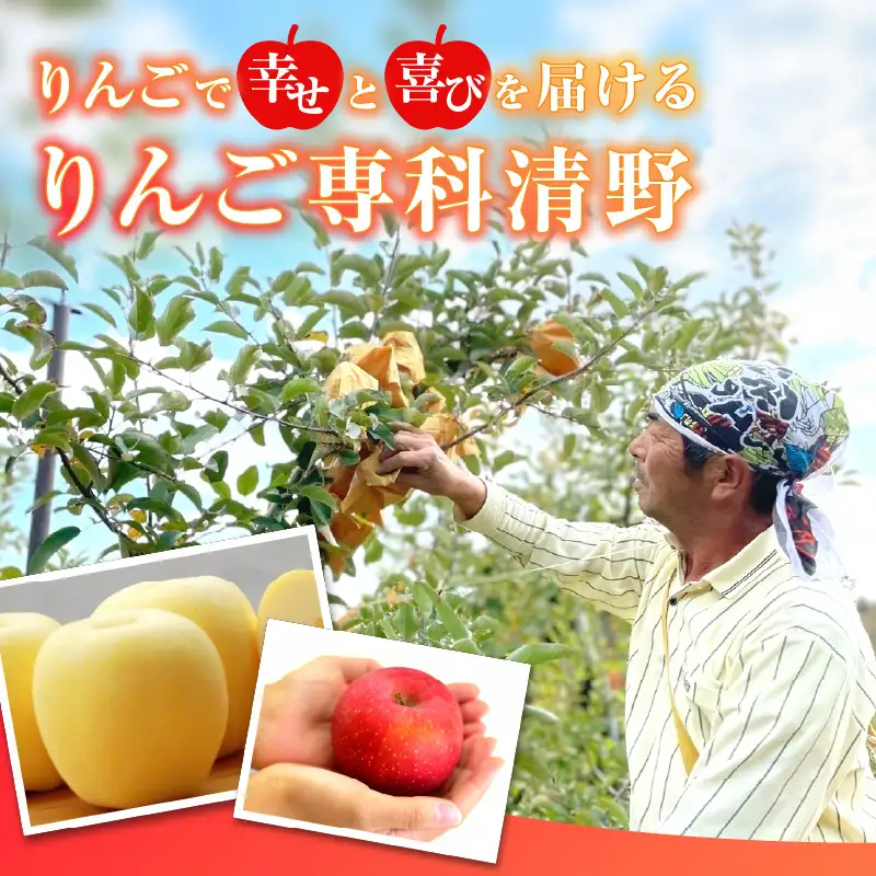 《先行受付》贈答規格「サンふじ」「はるか」約3kg詰合せ（特秀～秀）【2026年12月上旬～発送予定】【大江町産・山形りんご・りんご専科 清野】 015-064