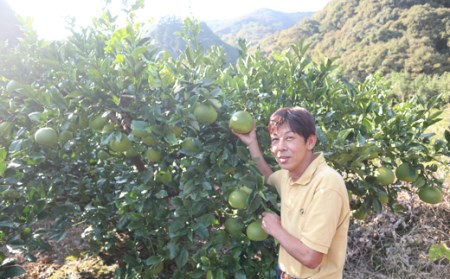 土佐文旦 10kg 家庭用 文旦