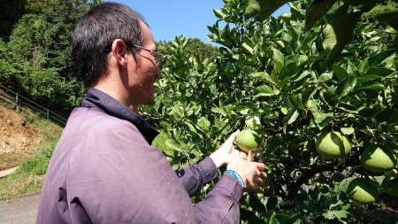 土佐文旦 10kg 家庭用 文旦