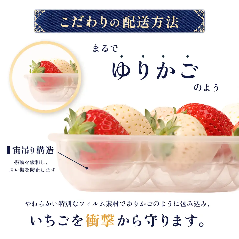 【2027年１月以降発送！】【北海道産】ゆきいちご（ゆきぼたん/すず）赤白MIX×2Pセット 250g×2 計500g 苺 白いちご 一季成りイチゴ 希少 ギフト お取り寄せ ふるさと納税 北海道 中標津【5900302】