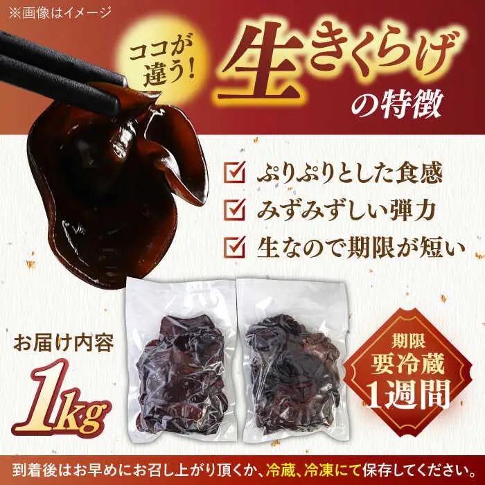 【お中元対象】福岡県産生きくらげ 1kg ADBA001 きくらげ