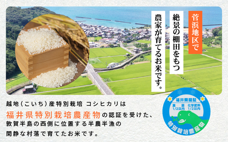 米 越地（こいち）産 特別栽培 コシヒカリ 令和5年産 計12kg（6kg × 2袋）[m24-b001]