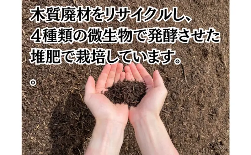 さつまいも 紅はるか 成田市産 焼き芋 さつまいも