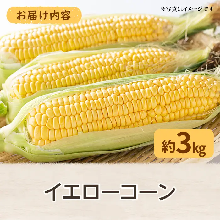 ＜先行予約！2027年6月上旬以降順次発送予定＞イエローコーン(約3kg) 国産 トウモロコシ とうもろこし 冷蔵便 スイートコーン 【man113】【Aglio nero】