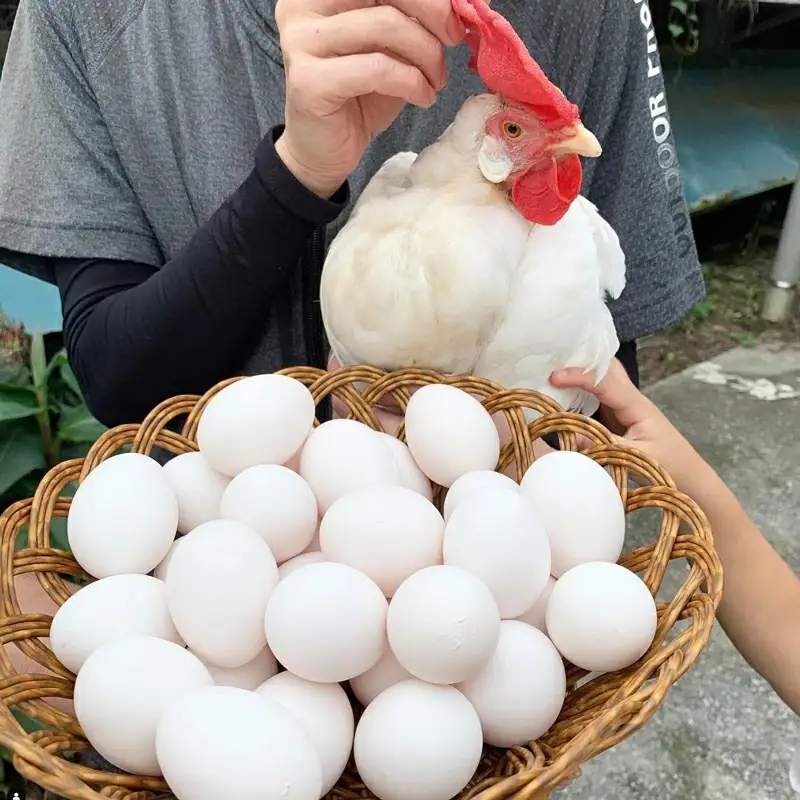 新鮮！超濃厚！新屋養鶏場の【新寿卵】- 卵 鶏卵 50個+10個 60個 割れ保障込 たまご タマゴ 玉子 玉子焼き 卵かけご飯 オムレツ 料理 人気 おすすめ 沖縄県 八重瀬町【価格改定】