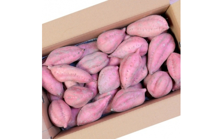 本場鹿児島さつまいも 【安納蜜】6kg　2026年10月より発送A3-55_野菜 さつまいも いも サツマイモ 薩摩芋_【配送不可地域：離島】【1167099】