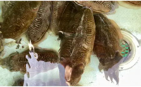 【先行予約】【2027年3月下旬以降順次発送】築上町で捕れた コウイカ 約2kg (5-10杯) [ABCB007] イカ いか 刺身 烏賊 
