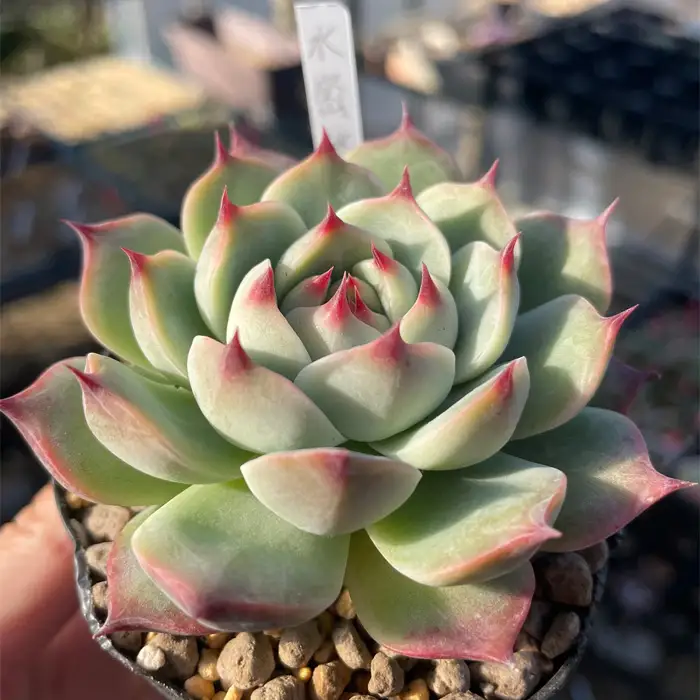多肉植物6種類おまかせセット【札付き】 No.680