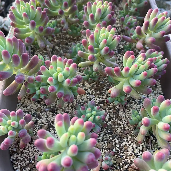 多肉植物寄せ植えセット（15種類） No.681
