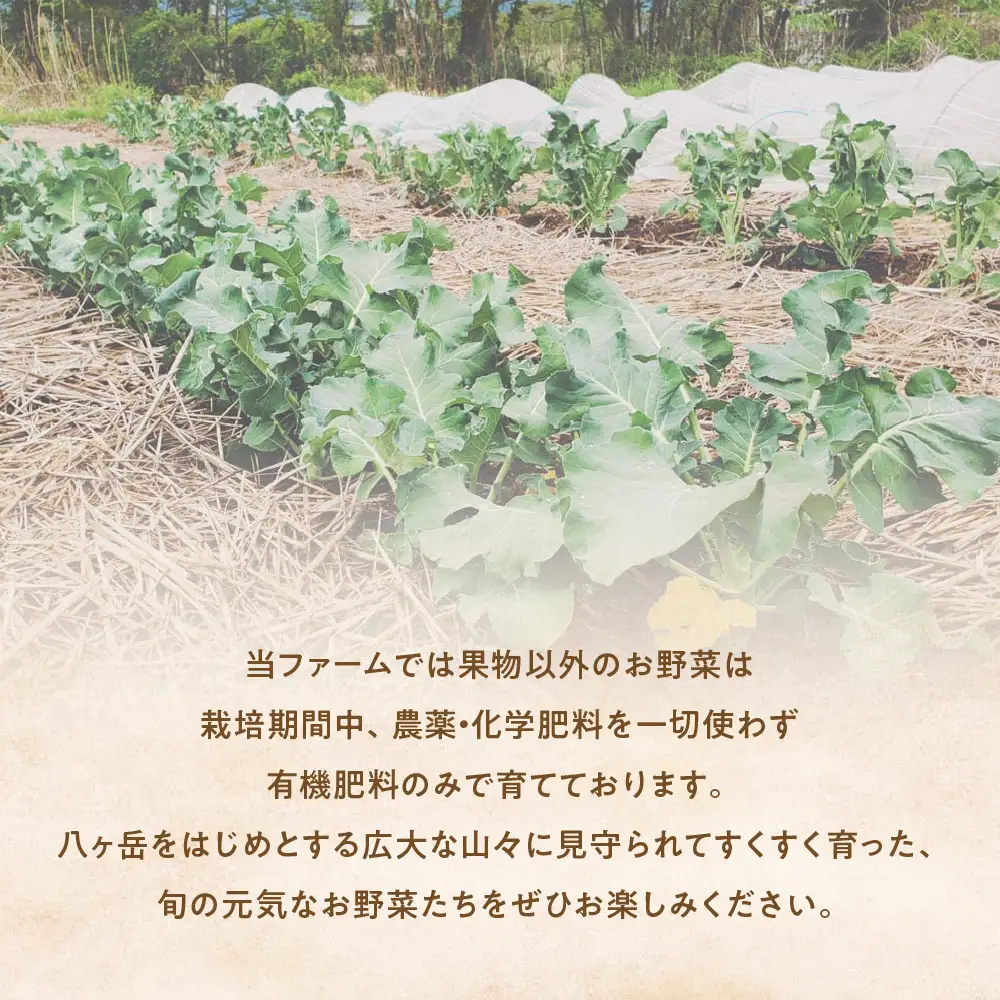 【定期便・年4回】旬のお野菜を少しずつたくさん！甲斐路の彩りお野菜セット