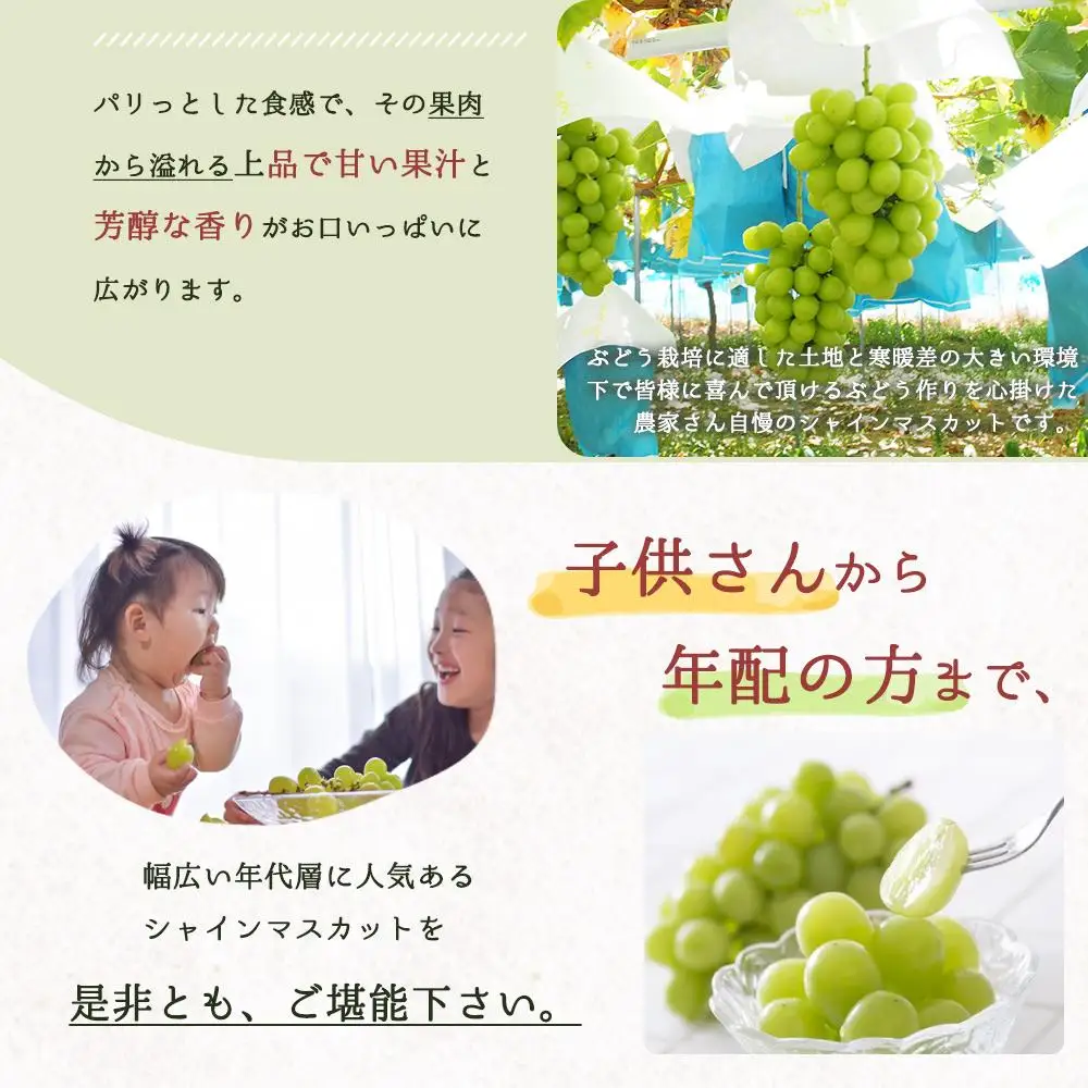シャインマスカット 約1kg　紀州和歌山 かつらぎ産［2026年8月下旬以降発送予定］［UT118］