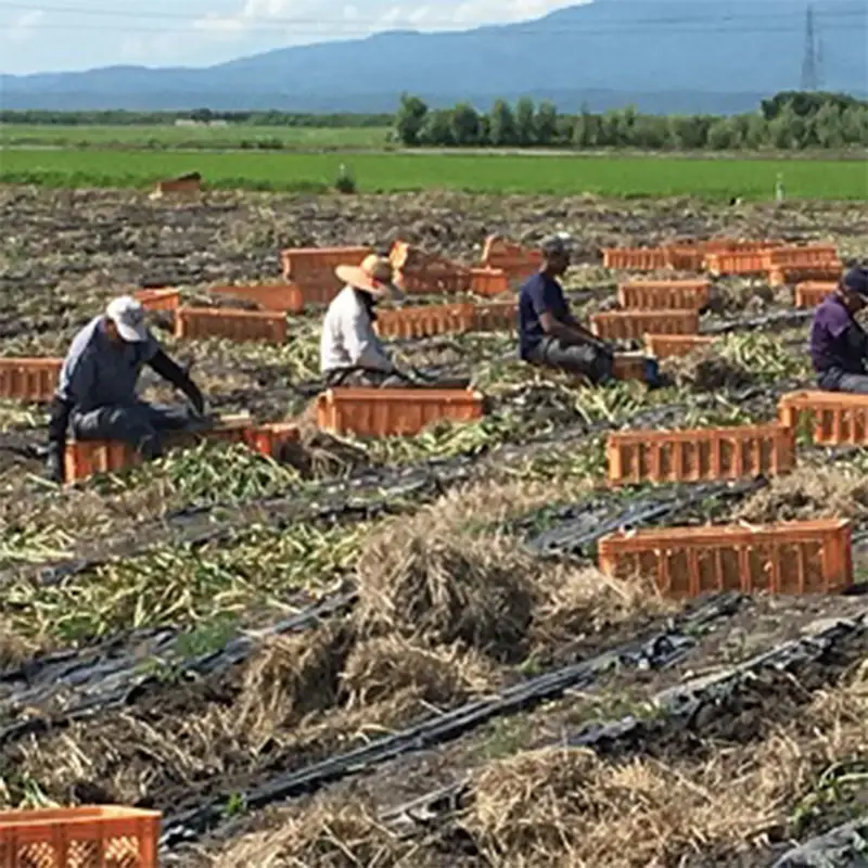 有機にんにく M玉 12個 【瑞宝（中里町自然農法研究会）】 有機JAS認証 農薬不使用 ニンニク ガーリック 国産 大蒜 薬味 スタミナ 野菜 雪下熟成 おすすめ 青森県 中泊町 小泊 F6N-023