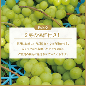 富士吉田市産　ブドウ狩りプラン(シャインマスカット) ぶどう 体験 収穫 フルーツ狩り 果物狩り