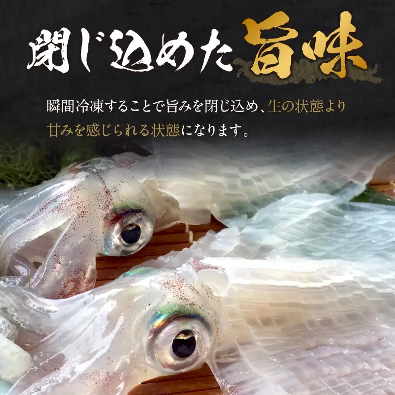 日本海産『海の京都』の逸品！！　活白イカ姿造り（クリスタル白いか）大サイズ 1杯（300g前後）（2027年6月上旬～発送） ふるさと納税 海鮮 鮮度抜群 新鮮 海鮮 いか イカ 簡単調理 生産者応援 送料無料 生食 魚介類 活イカ 日本海産 刺身 BBQ 美味 逸品