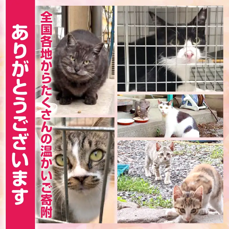 【返礼品なし】動物愛護に関することへの応援寄附(5,000円)_B001-043