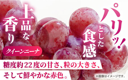 【2026年発送先行予約】【訳あり】食べ比べセット 約750ｇ（シャインマスカット 1房 & クイーンニーナ 切り落とし 約300g）【合同会社 社方園】[ZBZ024]