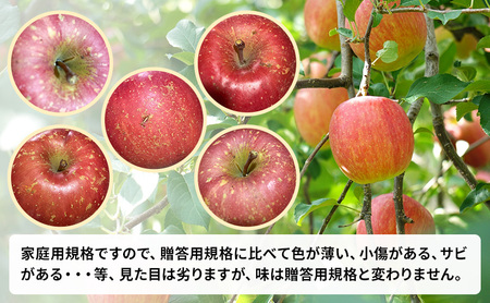 りんごサンふじ農家直送 訳あり家庭用 青森県産 りんご【約10kg】