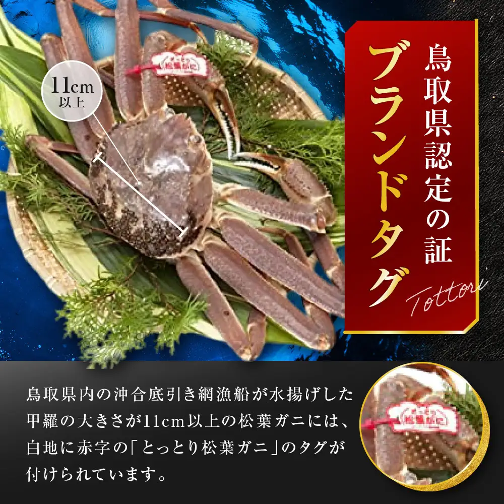 【先行予約】ブランドタグ付き 松葉ガニ（ボイル）1枚（800g以上）【年内配送】| 松葉ガニ