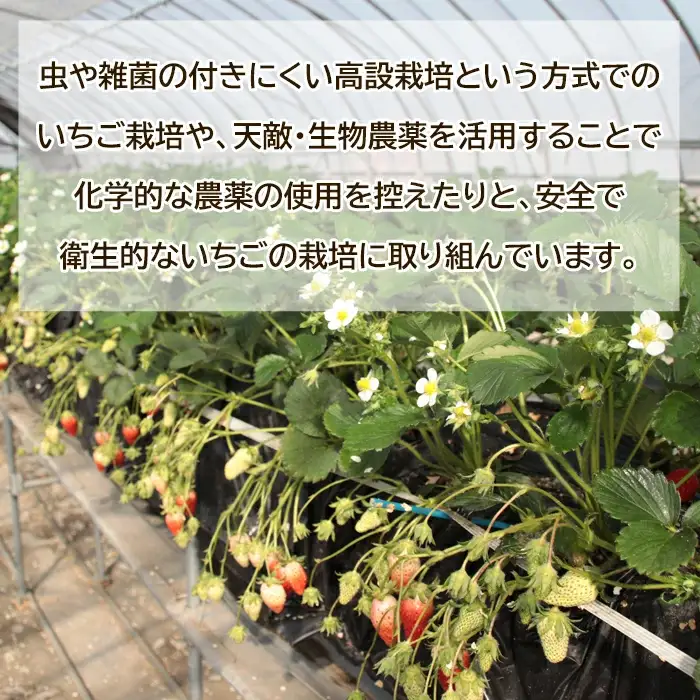 【先行予約】鳥取県産 いちご　約150g×6パック【イチゴ 苺 フルーツ 果物 6パック かおりの かおり野 ベリーすず はるひ おまかせ お楽しみ 減農薬栽培 季節限定 先行予約】