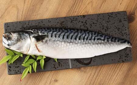 【12ヶ月定期便】とんでもない鯖(鯖文化干し8枚×12回)