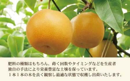 【先行予約】高知県土佐市産 梨（豊水）約5kg 10〜12玉 〈2026年8月下旬頃〜9月中旬頃発送〉 ほうすい なし ナシ 5キロ 国産 フルーツ 果物 くだもの デザート スイーツ 旬 甘い 果汁たっぷり ジューシー【株式会社とさもん】[BQAE018]