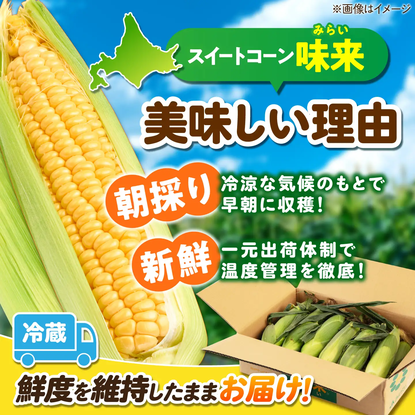 【先行予約】とうもろこし味来 26本 [AJAK007] とうもろこし 北海道 産地直送